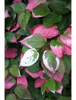 Актинидия Адам (муж.)