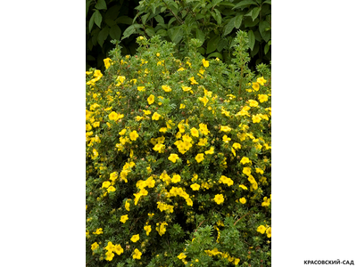 Лапчатка кустарниковая Голдфингер