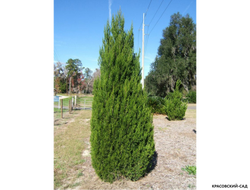 Можжевельник Обелиск - Obelisk
