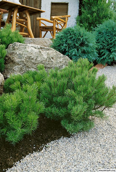 Сосна горная мугус фото композиция красовский-сад.рф