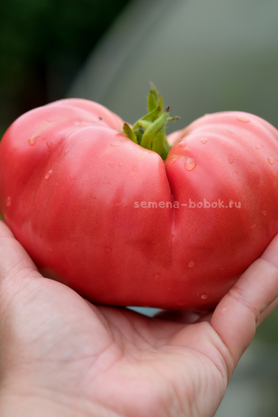 Томат Минусинский Безразмерный, 10 шт