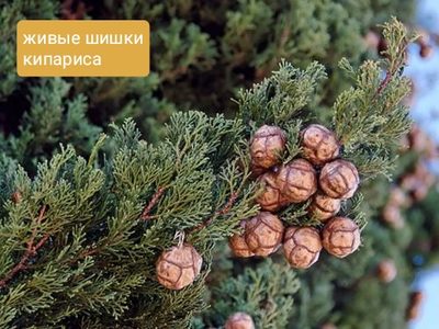 "Шишки кипариса" силиконовый молд .