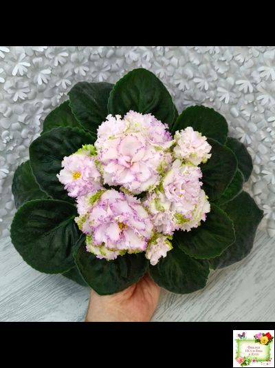 Фея (Т. Л. Дадоян) (лист укоренённый)