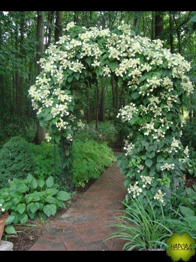 ГОРТЕНЗИЯ лиана плетистая