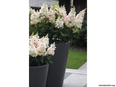 Гортензия метельчатая Кэнделлайт