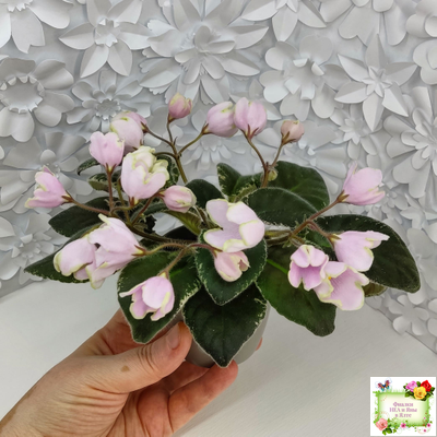 ЛЕ-Ландыши (Е. Лебецкая) 2020 г. (пестролистный лонг)