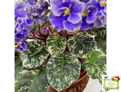 Shirl's Ruffled Petticoat (S. Sanders)