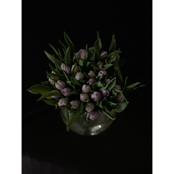 Тюльпаны пионовидные 25 шт