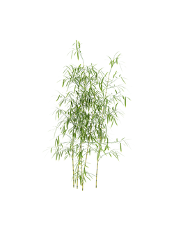 тропические Бамбук 19