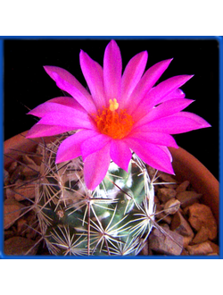 Neolloydia conoidea RS 343