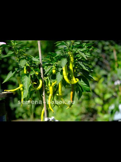 Перец  Чорбаджийский, 10 шт