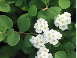 Спирея березолистная Tor, C2