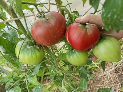 Томат Трюфельное сердце