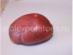 Сорт картофеля Красное лето