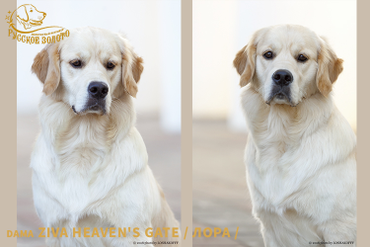 11 мес. Выставка ТРОКО «Лидер » - регион. выставка (КЧФ ОАНКОО), г. Тула. Эксперт Оганова Н. Ю. 
Титулы CW, ЮСАС, ЛЮ, ЛПП.