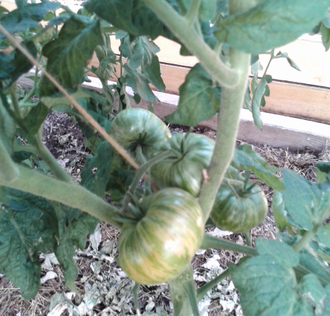 Семена томата Полоски Ноя Гном