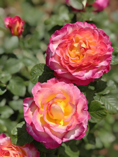 Горжес (Gorgeous)