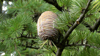 Кедр гималайский (Cedrus deodara), Индия, древесина (5 мл) - 100% натуральное эфирное масло