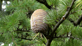 Кедр гималайский (Cedrus deodara), лапки (10 мл) - 100% натуральное эфирное масло