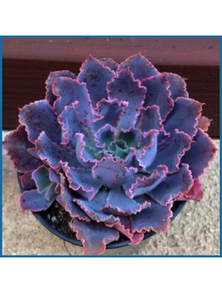 Echeveria 'Neon Breakers'