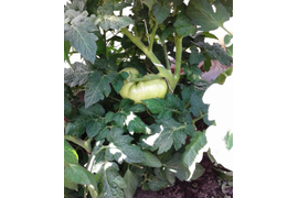 гном Улуру Охра, 28 июля