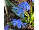 Scilla sibirica “Барыня”