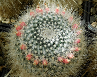 Mammillaria hahniana - 5 семян