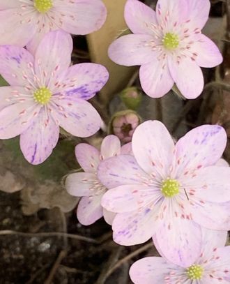 Hepatica nobilis var.nobilis &quot;Dubeni&quot;