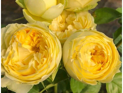 Лемон помпон (Lemon Pompom), Kordes.