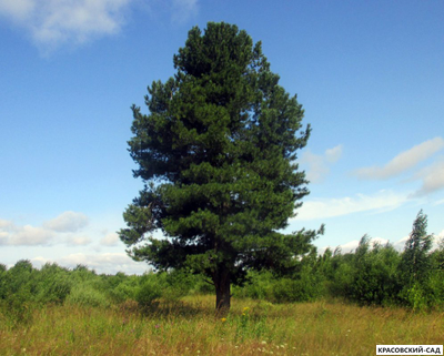 Сосна Кедровая Сибирская 1 метр