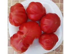 Томат Тлаколула де Матаморос