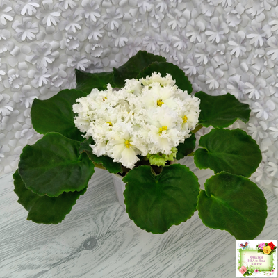 АВ-Легенда о Золотой Луне (Фиалковод) 2023 г.