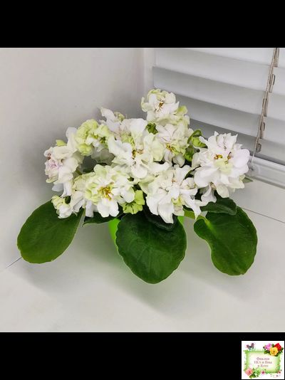 DS-Прекрасное Далеко (Dimetris) 2021 г.