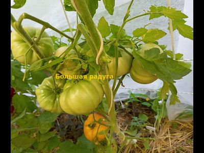 Томат Большая радуга (Big Rainbow, США)