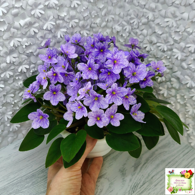 ГЕА-Весёлый Клоун (Е. Галицкая) 2024 г. трейлер