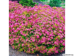 Спирея Энтони Ватерери