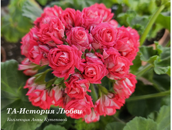 Пеларгония История Любви