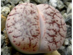 Lithops pseudotruncatella v.elisabethiae C187 (MG-1697) - 10 семян