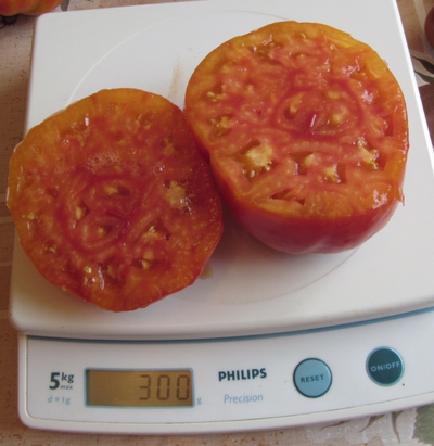 Томат Туксханс красно-жёлтый (Tuxhorn’s Red and Yellow)