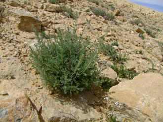 Полынь Зибера (Artemisia sieberi) Иран, 5 мл - 100% натуральное эфирное масло
