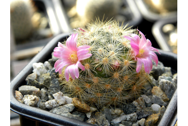 Mammillaria laui ssp. dasyacantha L 1219 