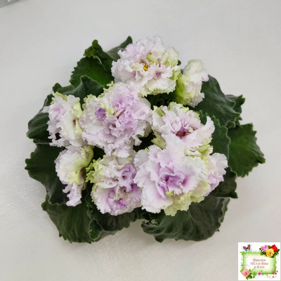 АВ-Свадебное Путешествие (Фиалковод) 2021 г. (лист посажен 03.11.25)