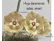 Hoya danumensis subsp. amarii