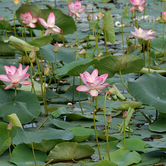 Лотос розовый / орехоносный (Nelumbo nucifera) абсолю 1 г