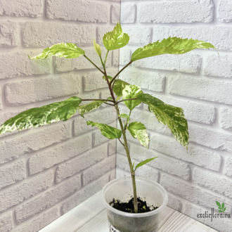 27/07/2025 Гибискус ‘Снежная Королева’ / Hib. rosa-sinensis 'Snow Queen'