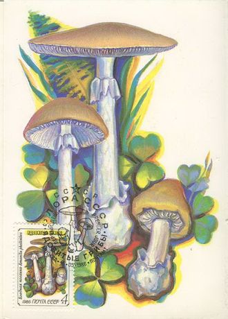 КМ. СССР. Грибы. Бледная поганка