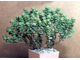 Crassula rupestris