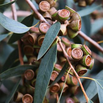 Eucalyptus Globulus (Эвкалипт шаровидный 100% эфирное масло) Австралия