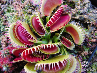 Dionaea muscipula Louchapates