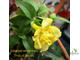 Гельземиум махровый / Gelsemium sempervirens ‘Pride of Augusta’